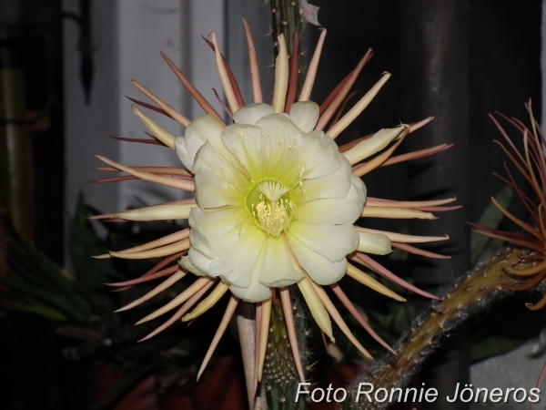 Selenicereus Nattens drottning